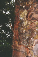 Kauri-Stamm